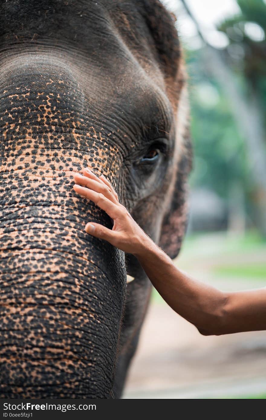 A man`s hand on the face of an elephant.Tolerant attitude towards animals concept. Close up.