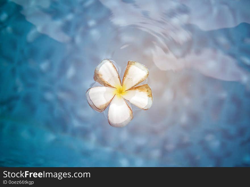 Frangipani Flower In The Swimming Pool