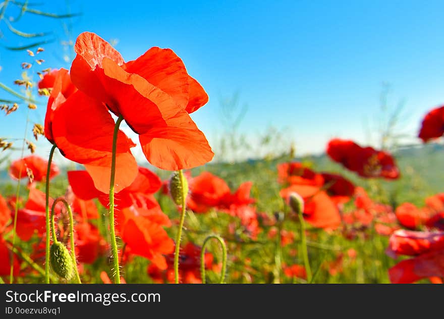 View of red poppies in summer countryside.