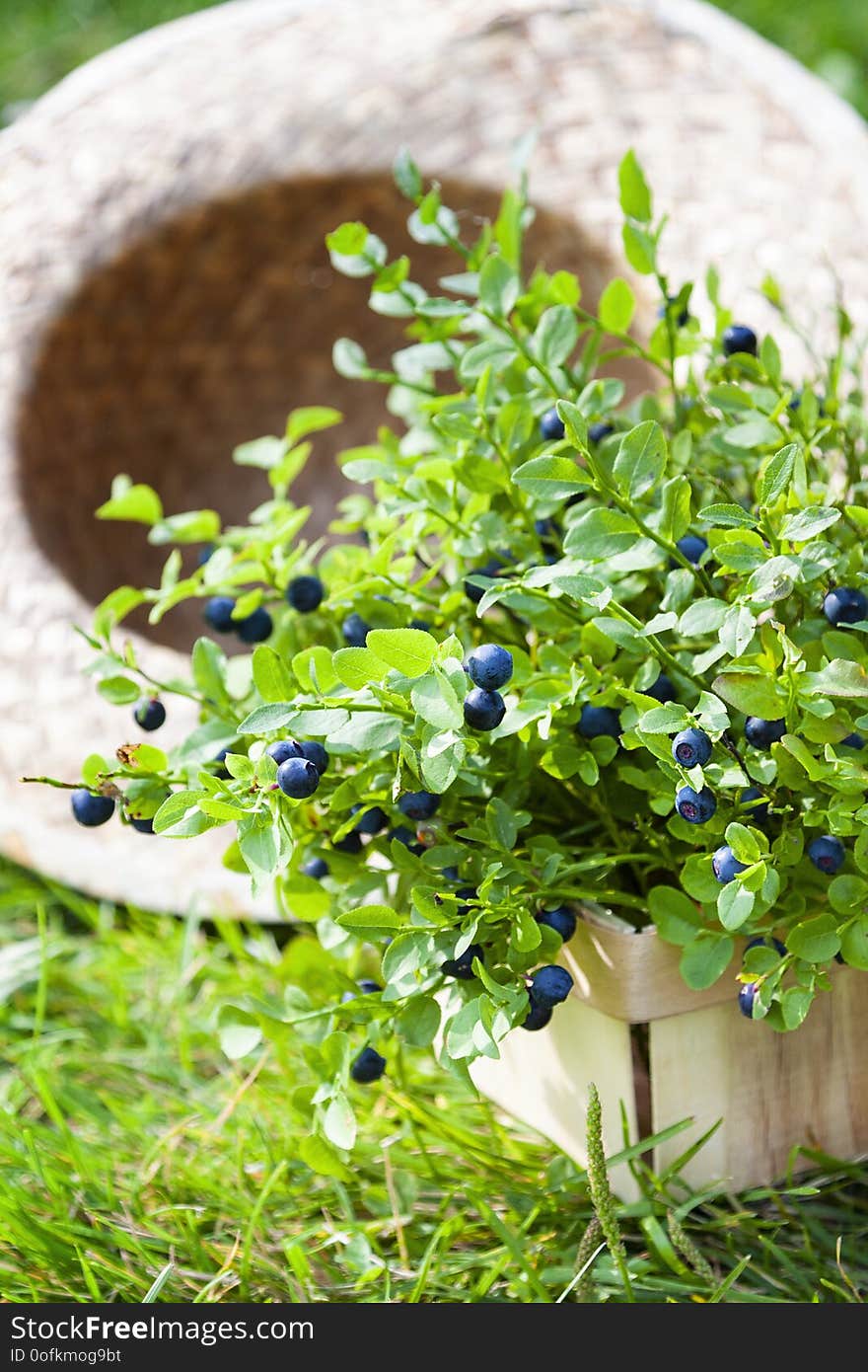 Fresh blueberries and summer braided hat on grass