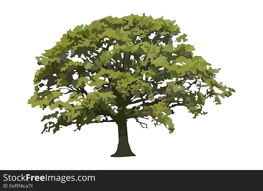 Concept design a illustrator vector of Oak Tree, isolated on white background. Concept design a illustrator vector of Oak Tree, isolated on white background