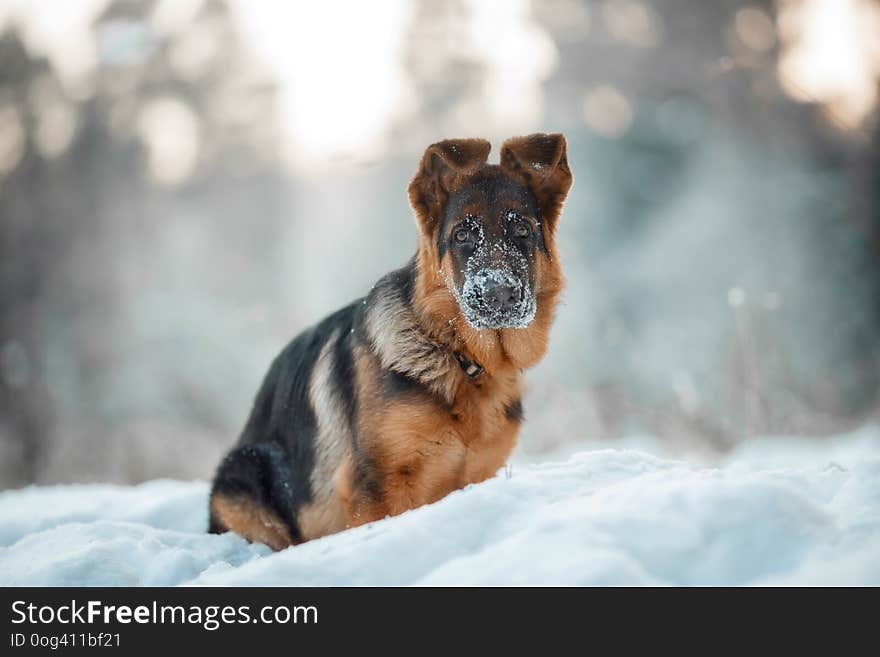 Red cute german shepard 4-th months puppy portrait at snow at the winter. Red cute german shepard 4-th months puppy portrait at snow at the winter.