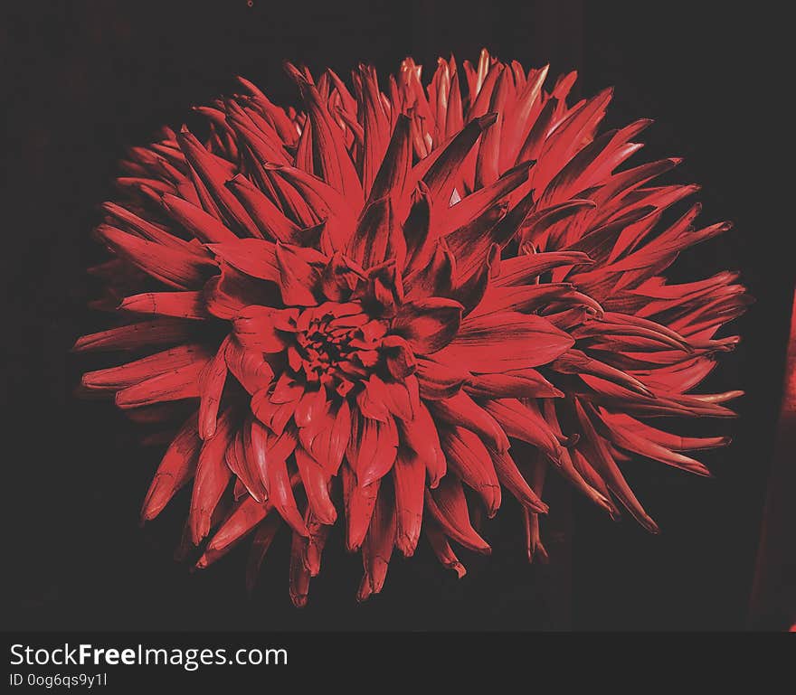 This photo was taken with the Canon 100 EOS. The photo shows a red flower on a black background. This photo was taken with the Canon 100 EOS. The photo shows a red flower on a black background.