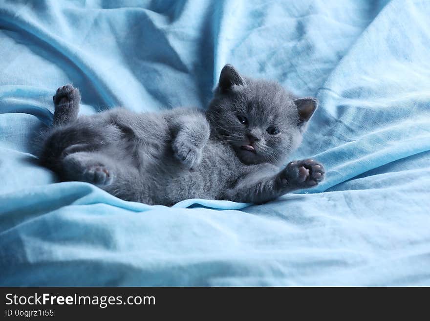 Cute kittens sleeping on a blue soft sheet