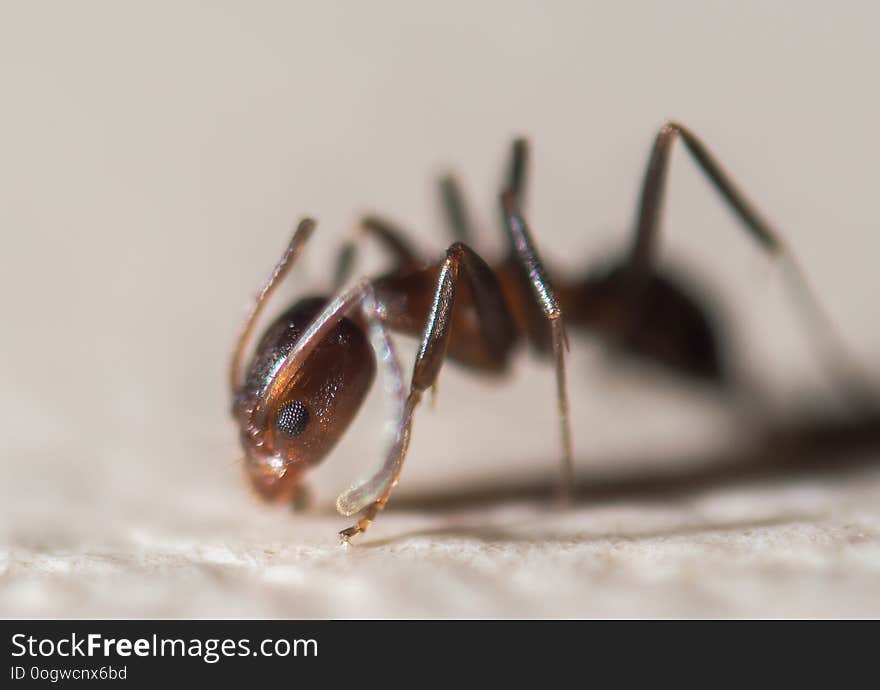 Ant