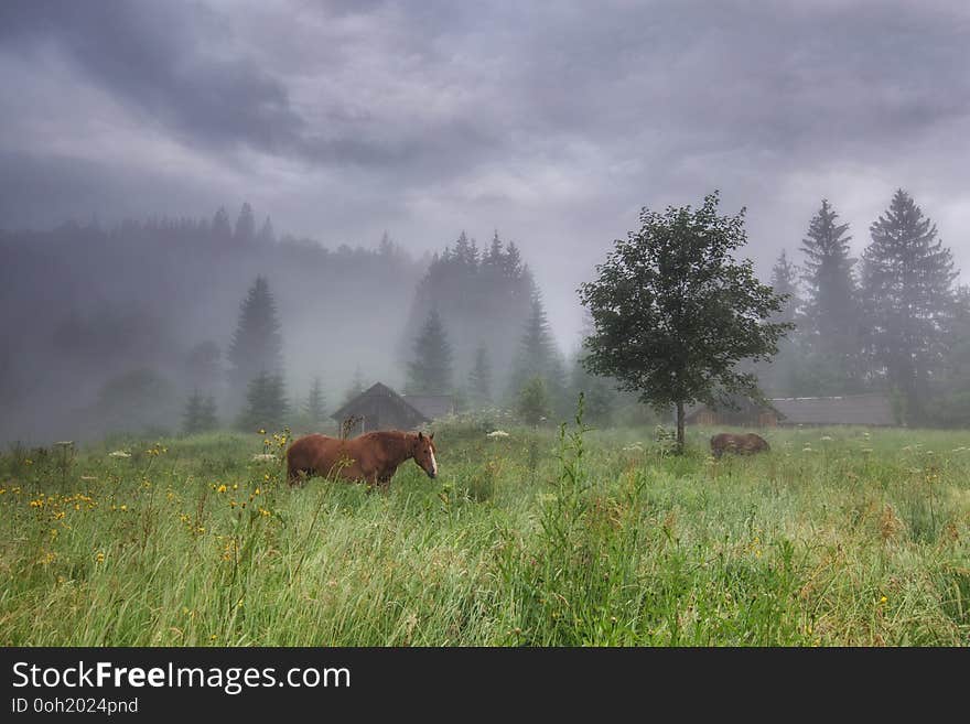 Rural landscape with horses grazing in tall grass