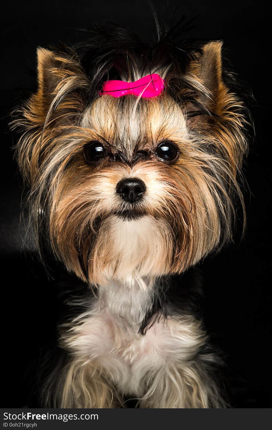 Cute Biewer Yorkshire Terrier with pink bow on black background. Dogs portrait