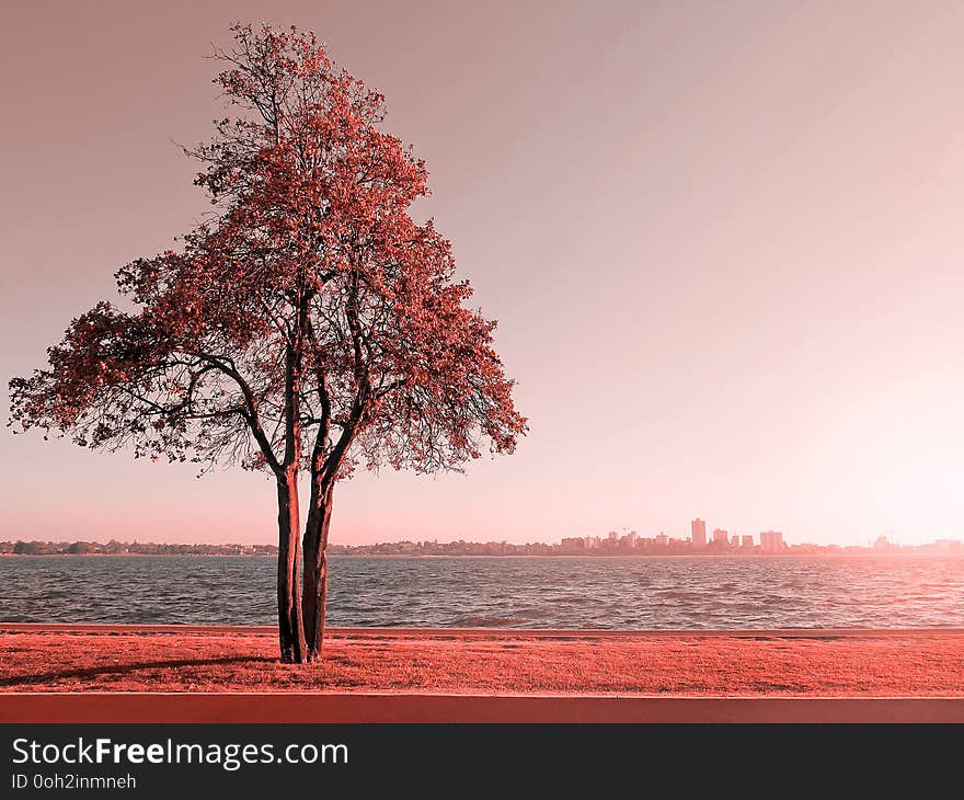 Lonely tree by Swan River in Perth, Australia in living coral color tone