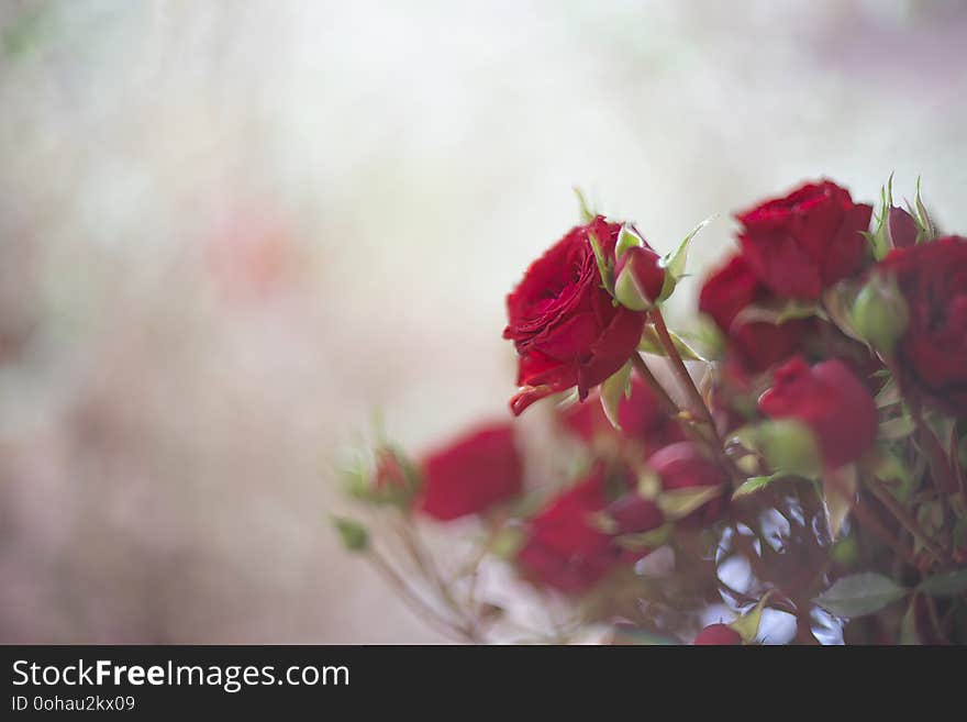 Red Rose on the branch for valentine day background