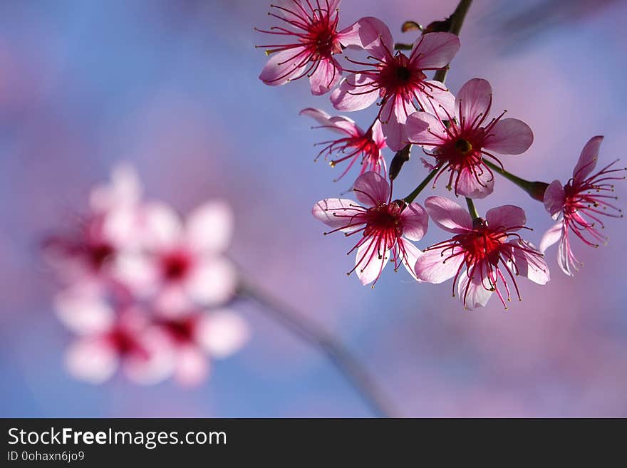 Sakura blossom in dalat vietnam