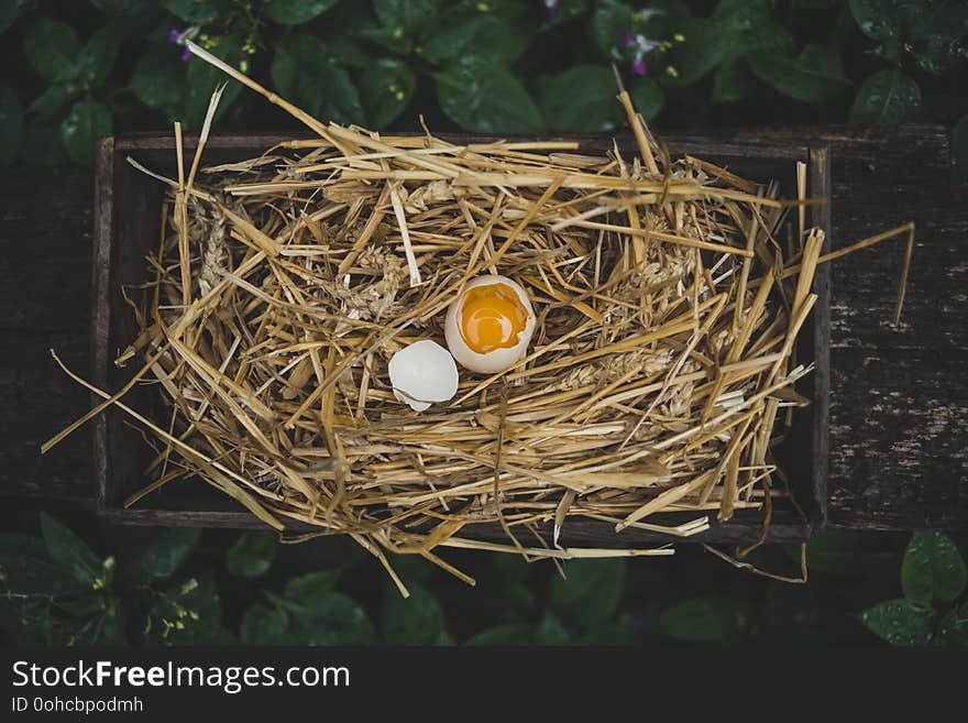 Broken chicken egg in the wooden nest. Broken chicken egg in the wooden nest