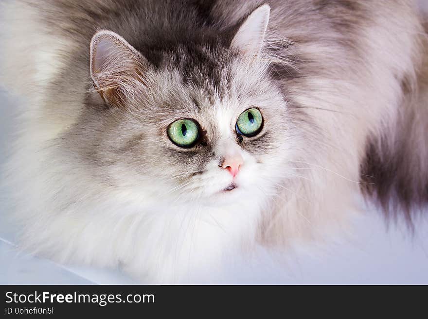 Portrait of a gray and white cat