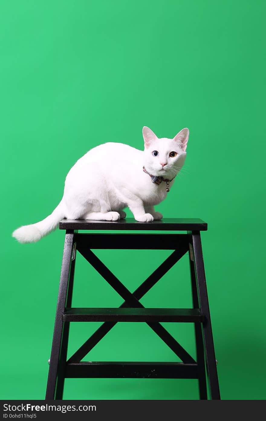 The young odd-eyes cat on the green screen. The young odd-eyes cat on the green screen