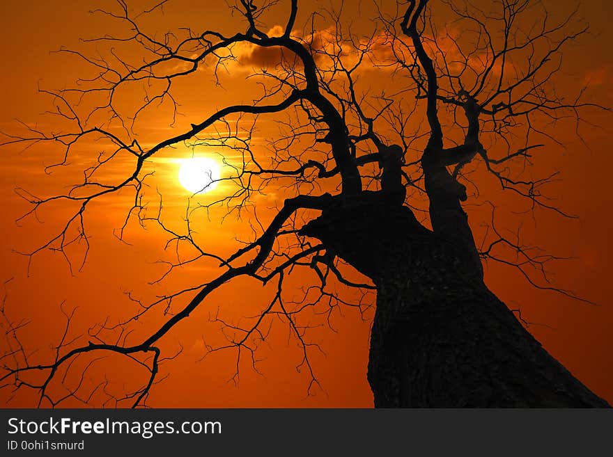 Silhouette of Leave less tree at red sky sunset, dry tree in the foreground