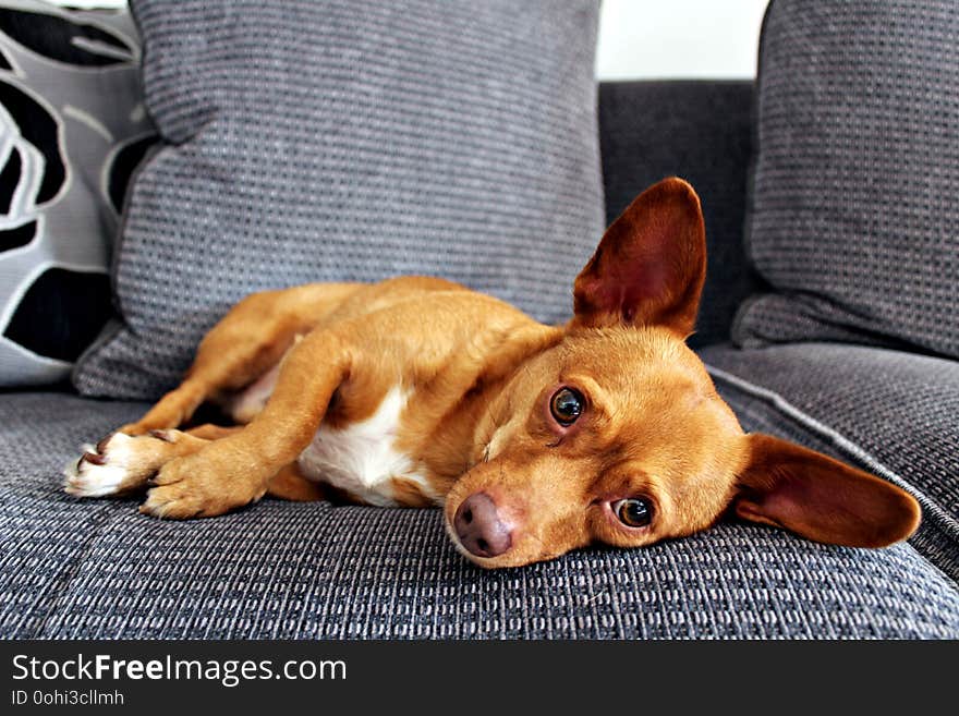 Adorable brown Jackhuahua puppy with cute eyes on a sofa