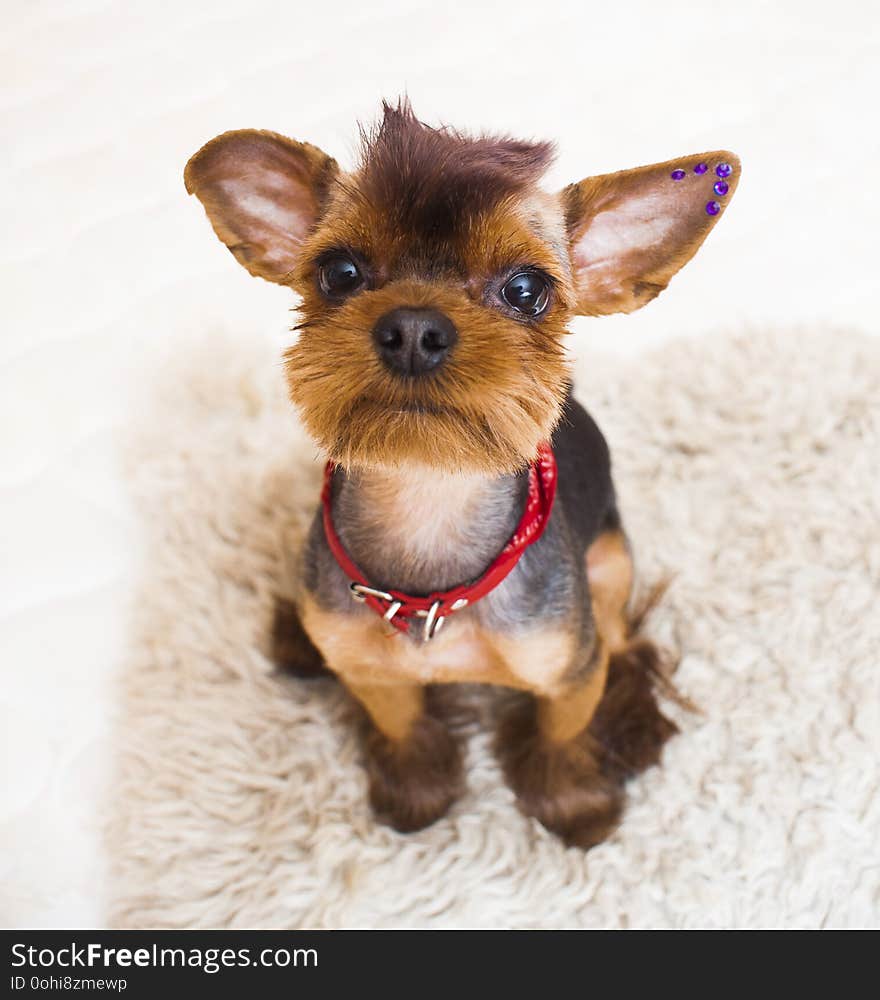 Rock style yorkshire terrier- creative grooming. Rock style yorkshire terrier- creative grooming