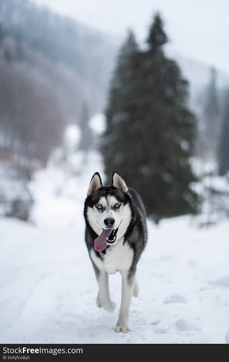 Husky dog in the snow having fun