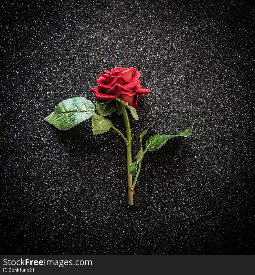 Red rose over black sparkling background