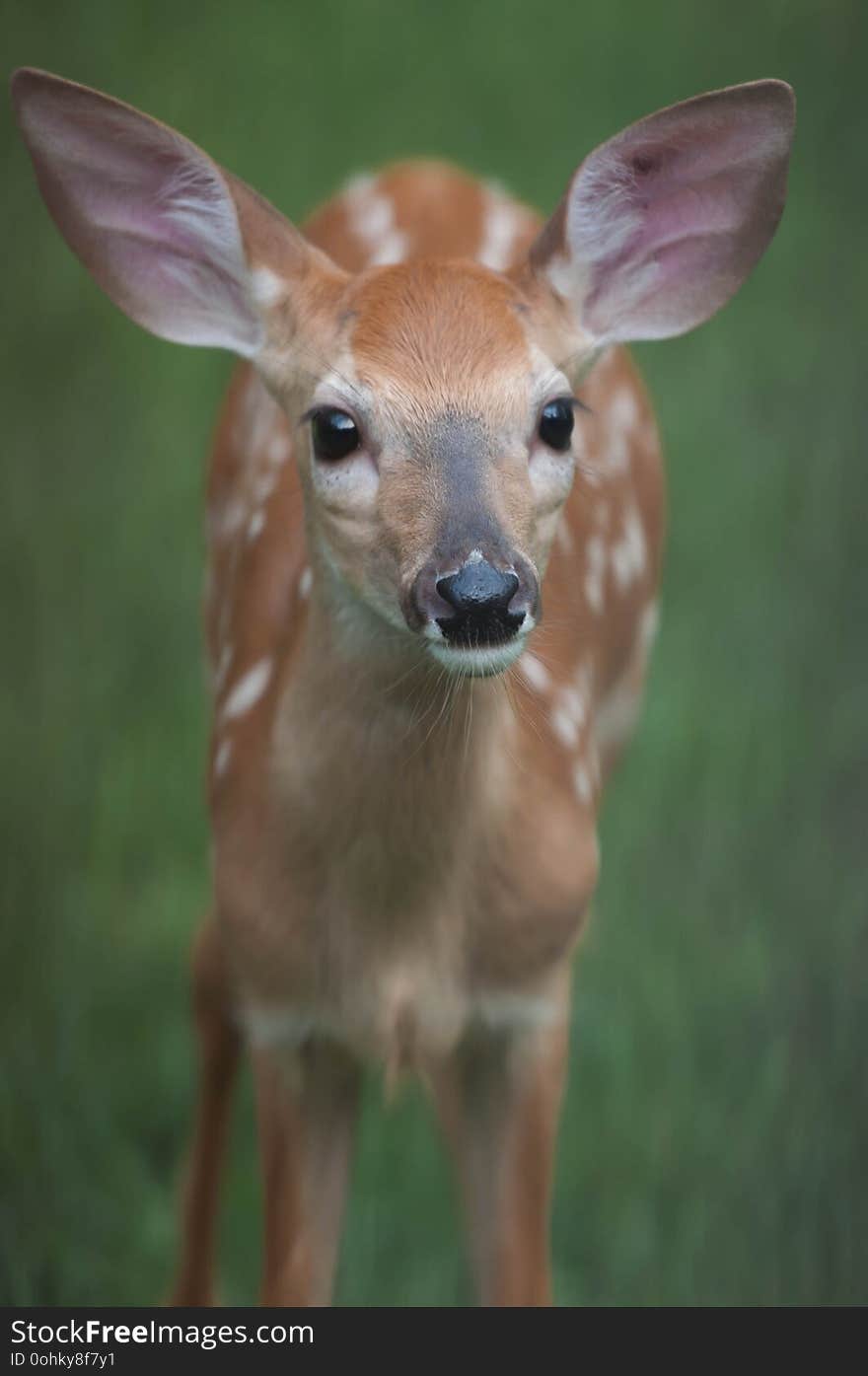 Closeup of a Whitetail Deer Fawn Looking at Me