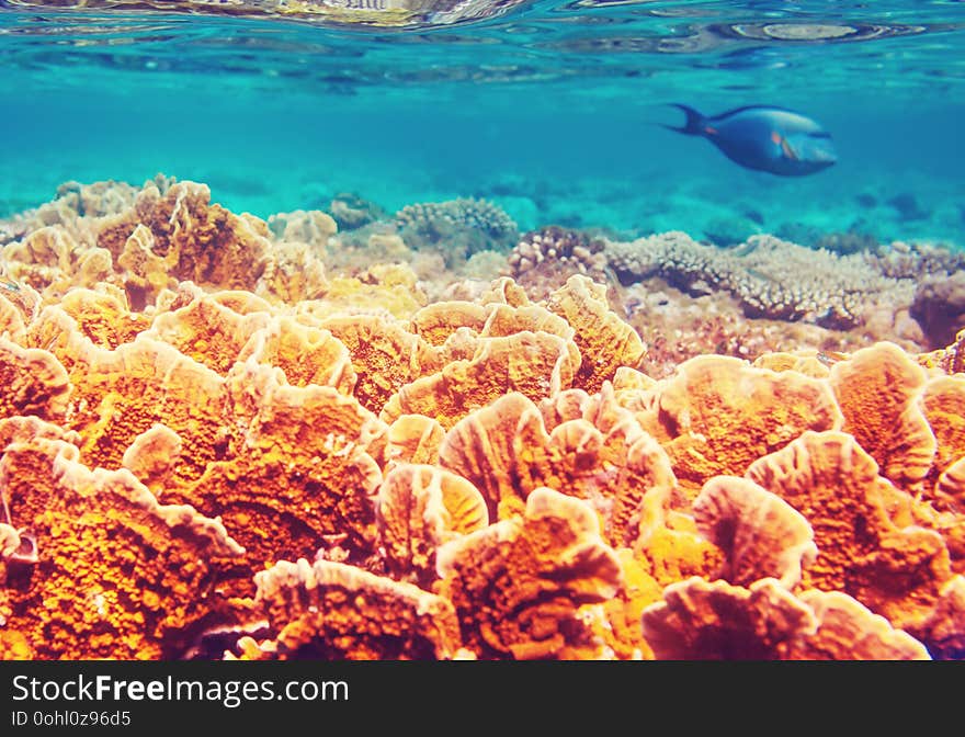 Living Coral reef in Red Sea, Egypt. Natural unusual background.