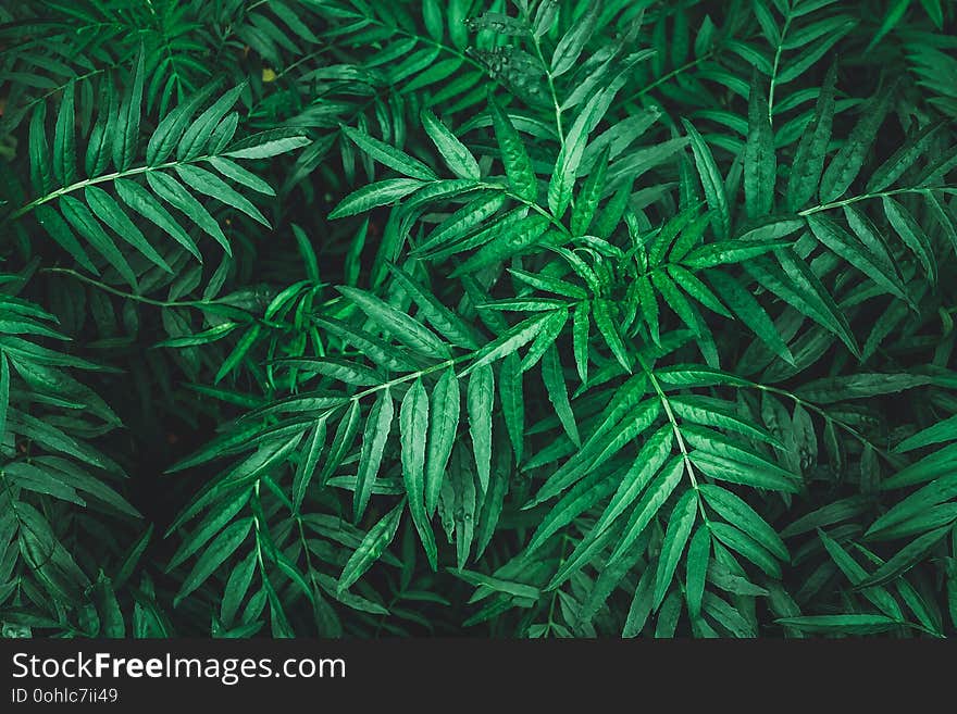 Tropical leaf, abstract green texture, nature background.