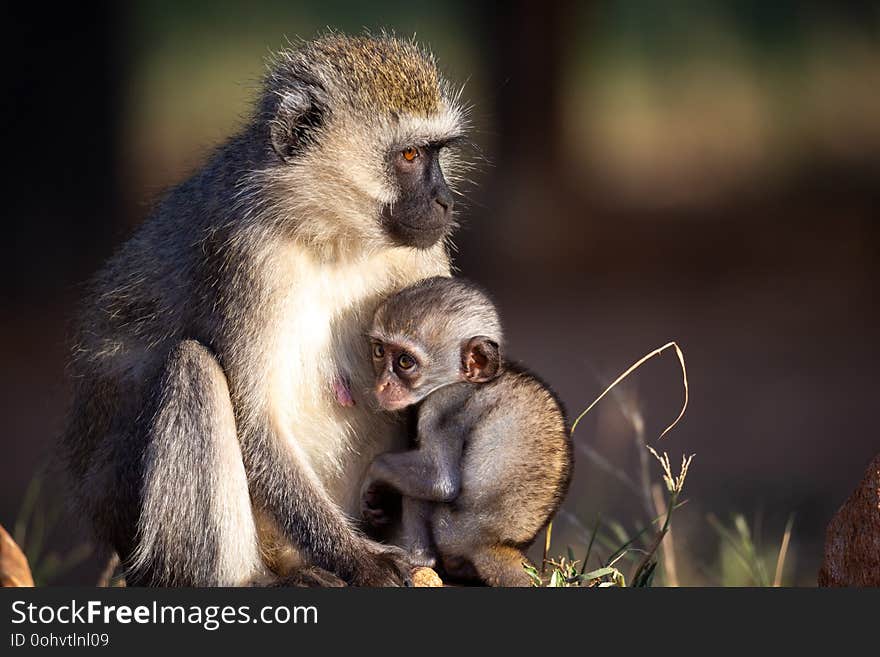 A small monkey is sitting with his mother in the grass