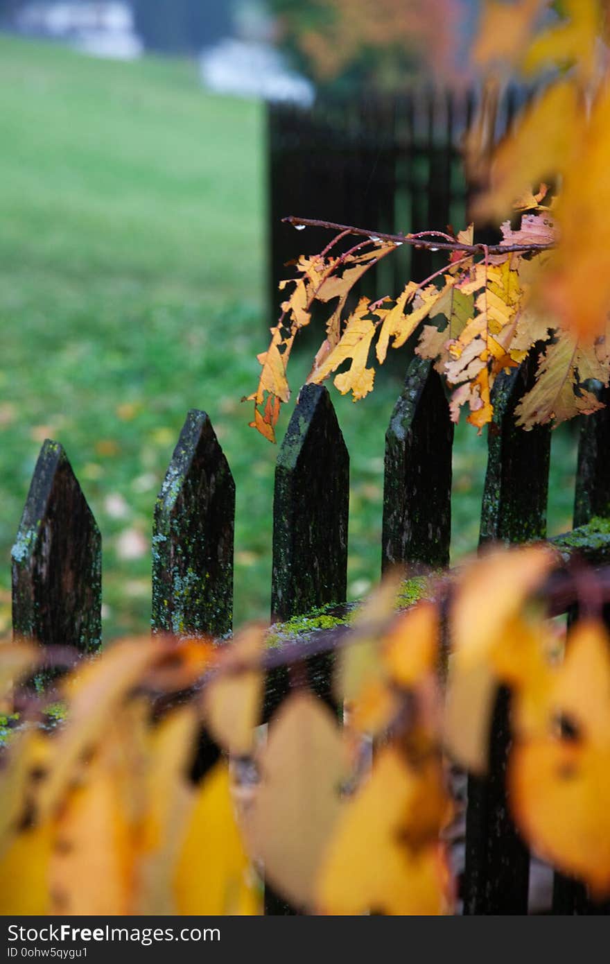 yellow autumn foliage on fence