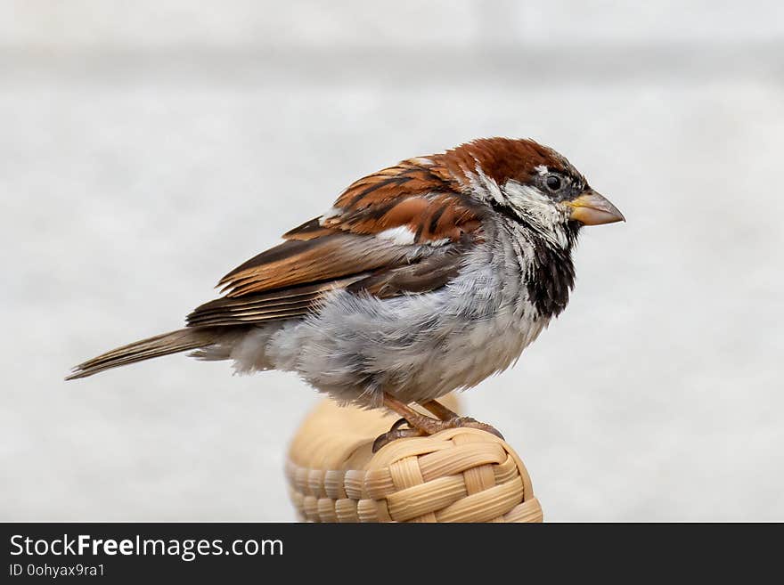 Male House Sparrow Perched on a table