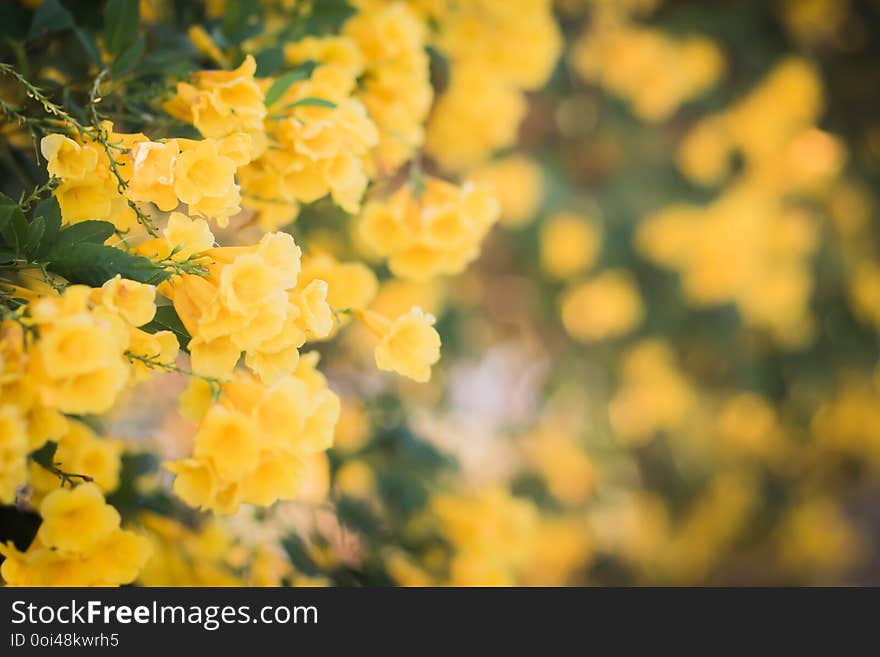 Yellow blossom flower wall blur background beautiful nature with copy space.
