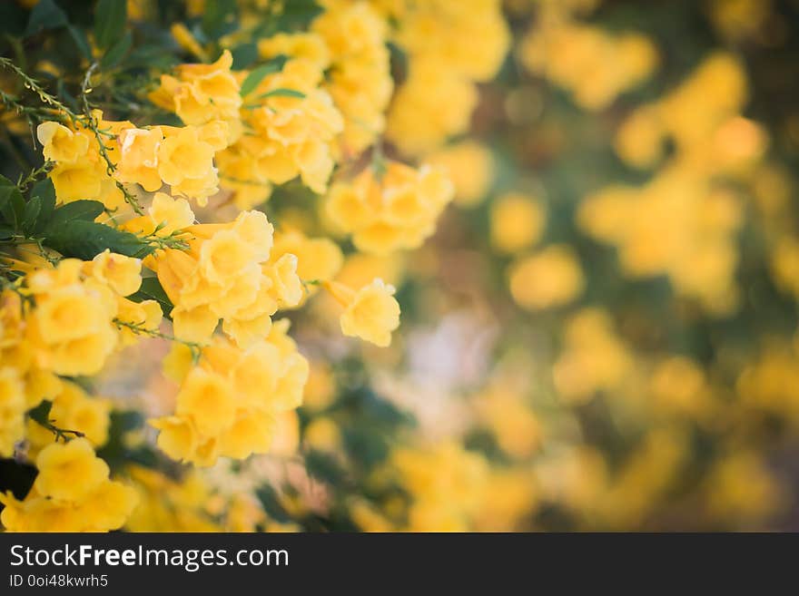 Yellow blossom flower wall blur background beautiful nature with copy space