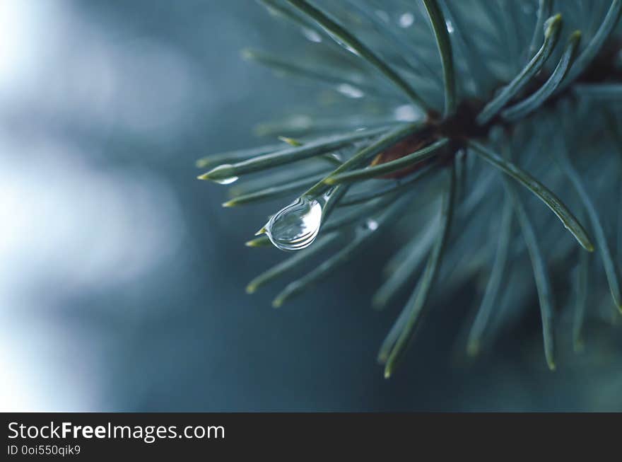 Water drops on tree branch in the rainy twilight. Bokeh background. Natural outdoor concept. Macro