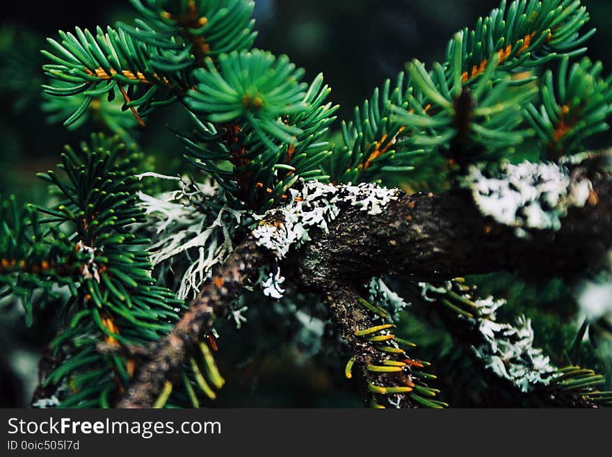 Pine brunch in the wood mountain landscape green needle summer