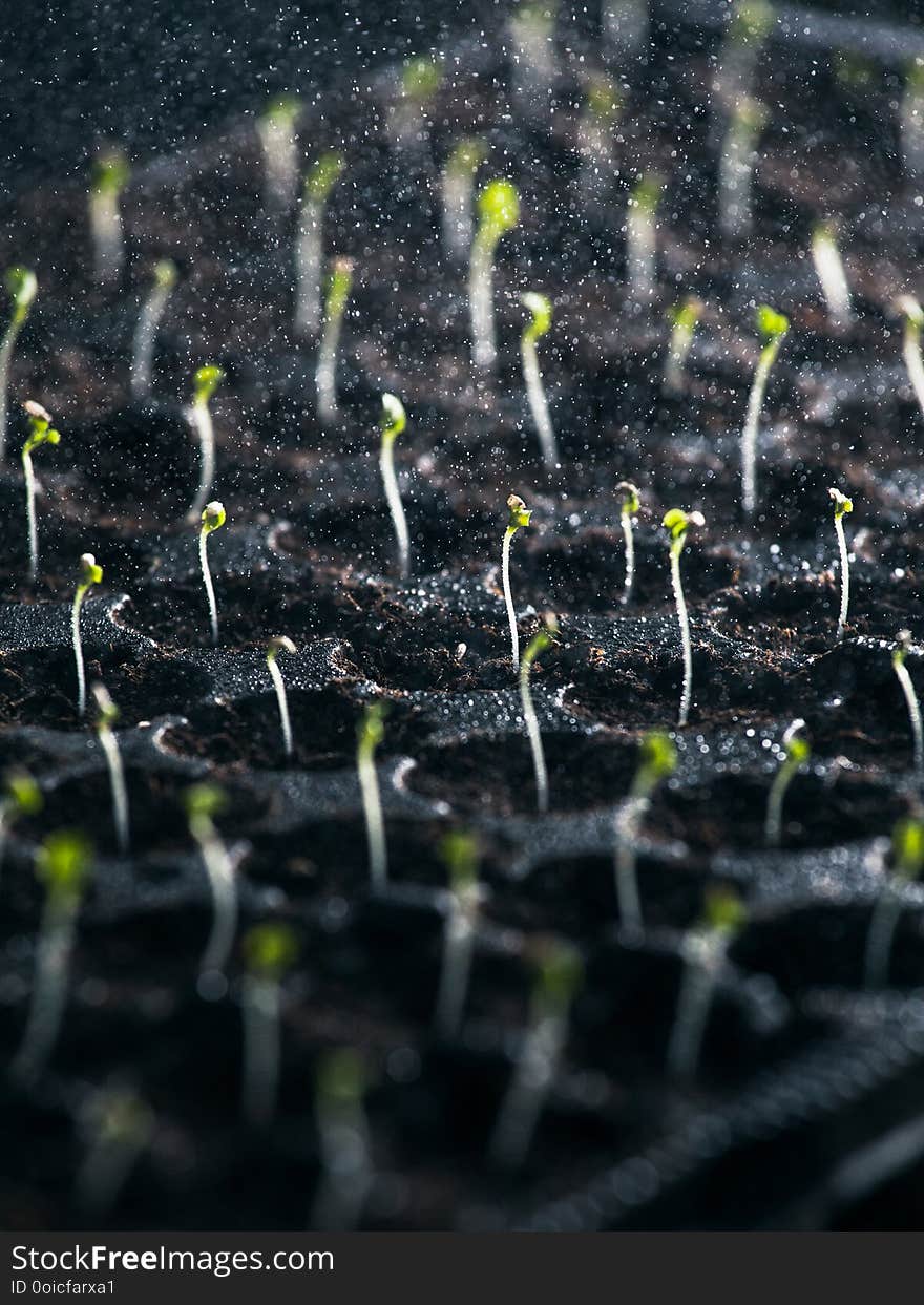 Young salad in container sprayed with water greenhouse green baby