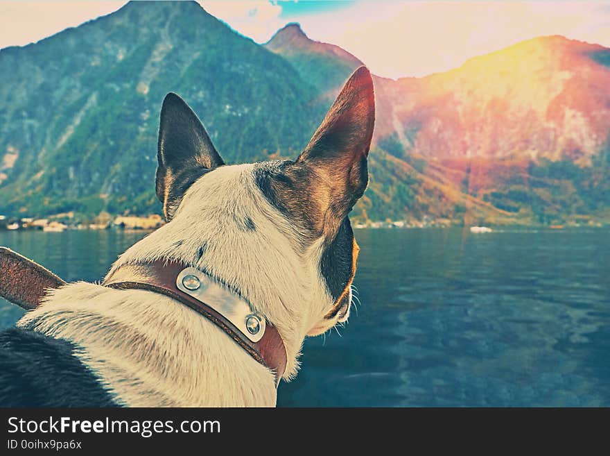 Sunrise over Hallstatt austrian alps resort and mountain village with traditional rural alps houses and wooden boat houses at Hallstatt lake. Cute puppy dog looking from the boat.