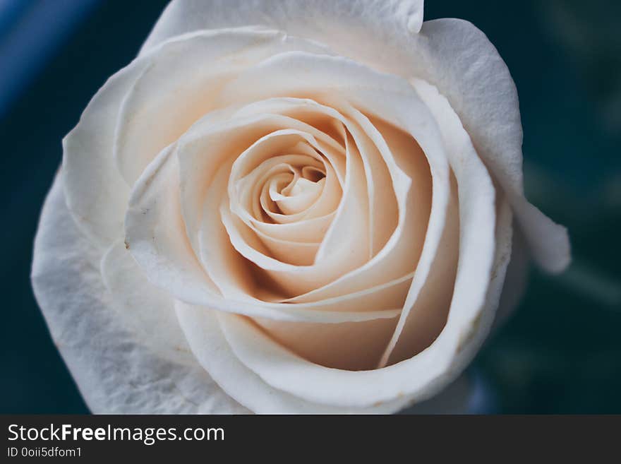 White rose. White wedding rose close up isolated on dark background.