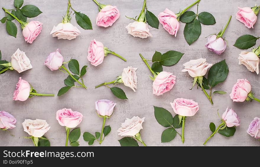 Floral pattern made of pink and beige roses on white background. Flat lay, top view. Valentine`s background. Floral pattern made of pink and beige roses on white background. Flat lay, top view. Valentine`s background