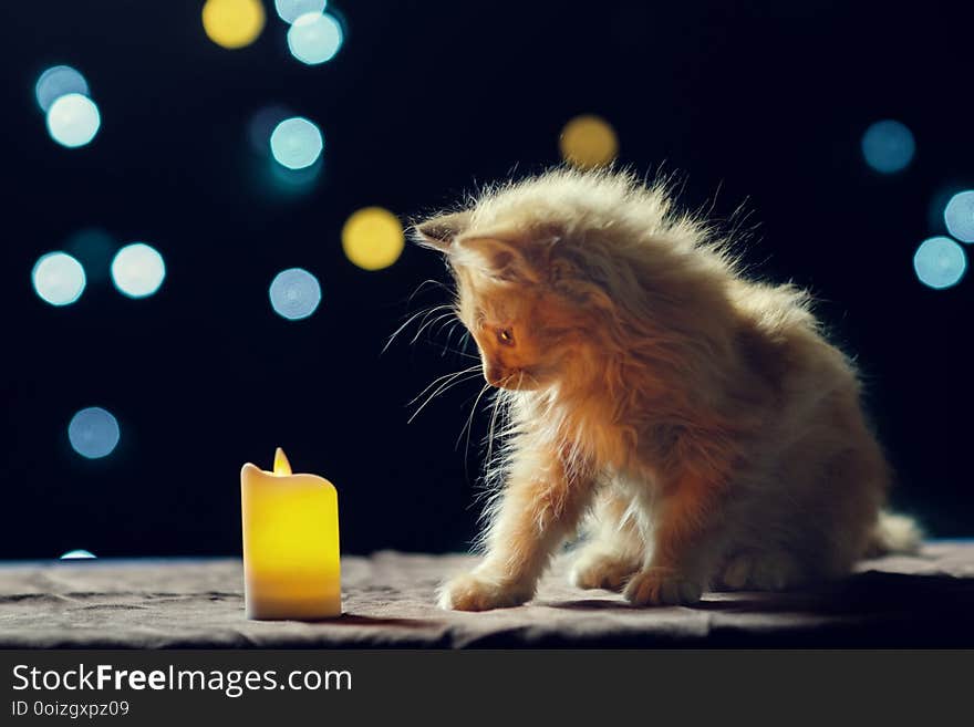 Adorable fluffy red kitten is looking at the candle, soft focus