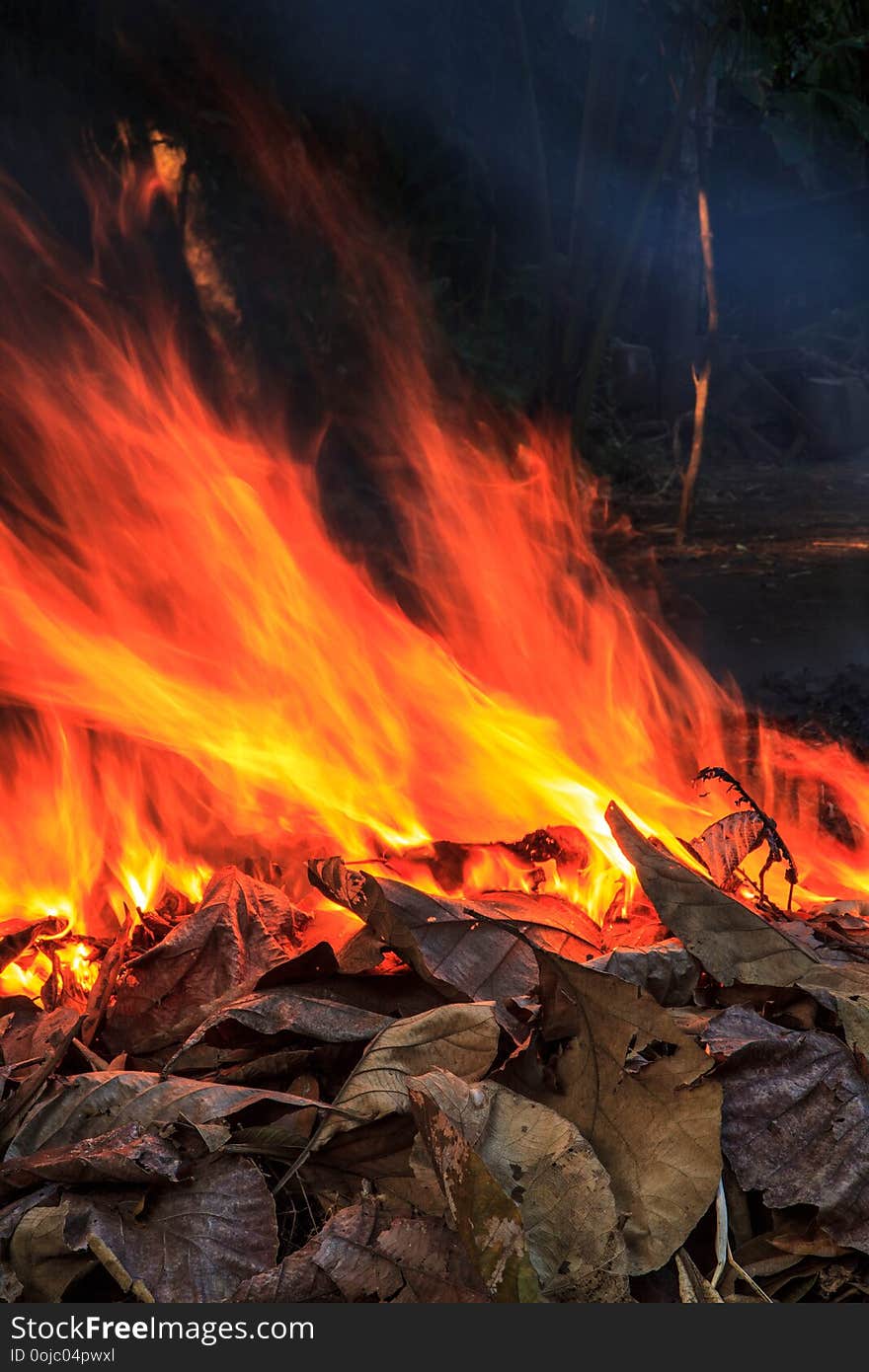 Fire light smoke tree leaves