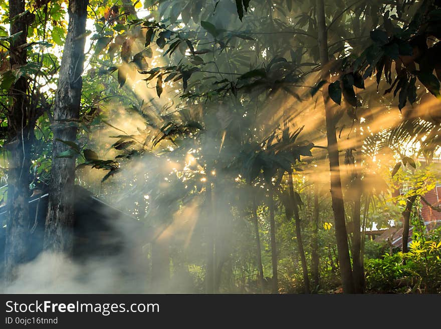 Light smoke tree forest in the morning