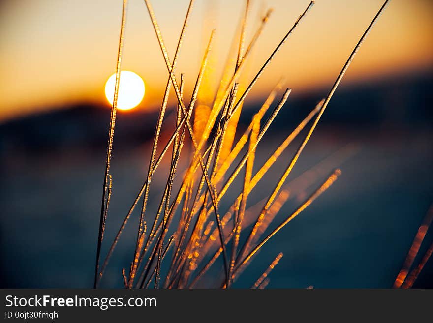 Winter sunset landscape. Macro photo of icy grass