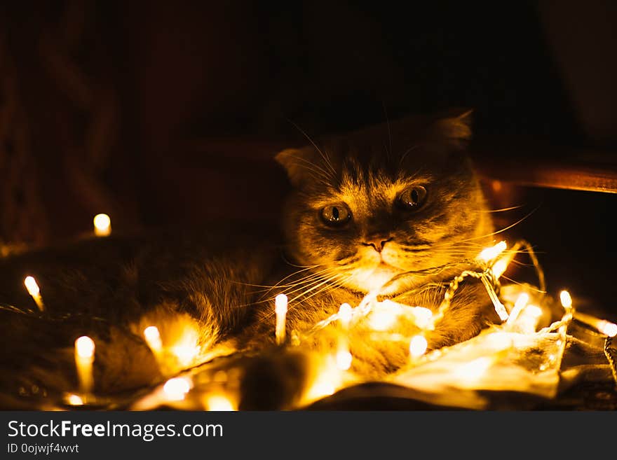 Scottish Cat With Christmas Lights On Sofa