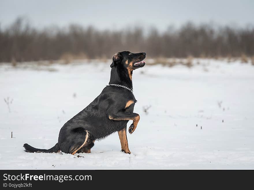 Beauceron dog play in the snow a winters day