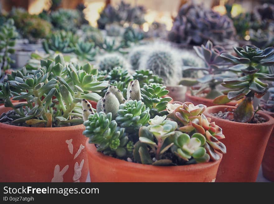 Closeup pic of small cactus in garden shop