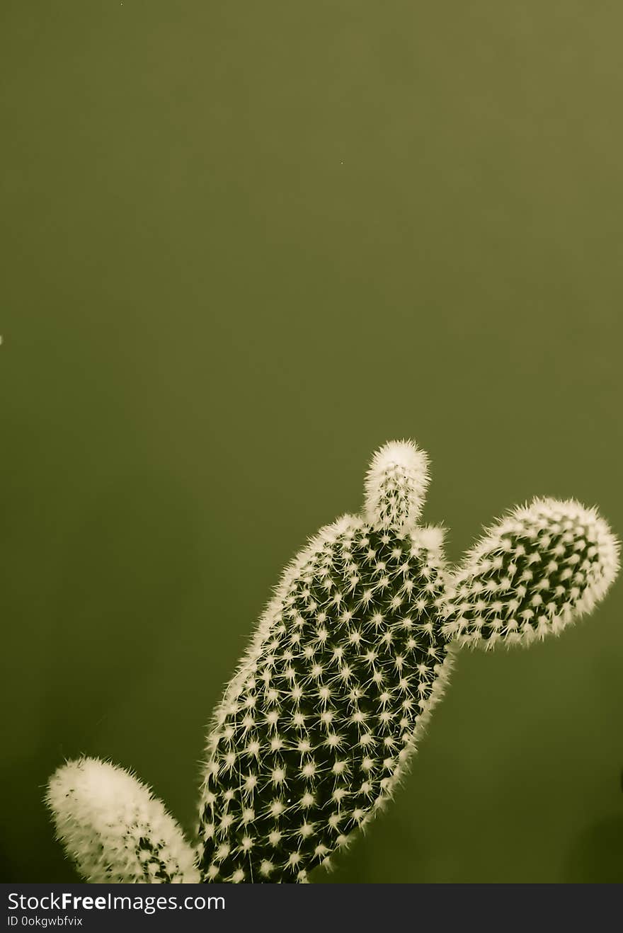 Small opuntia microdasys cactus plant also known as bunny ears cactus against a dark green background