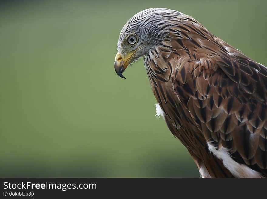 Closeup of head and shoulders of a Red Kite,Milvus milvus,with a plain background