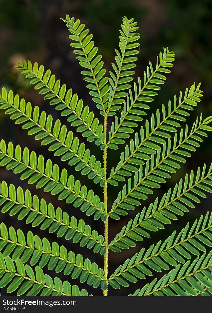 Yellow Poinciana Tree Leaf Detail