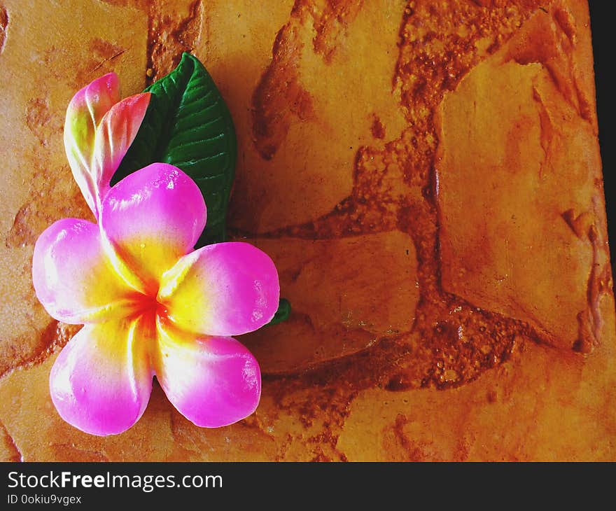 Paint of Plumeria flower carved on brick background with space copy background