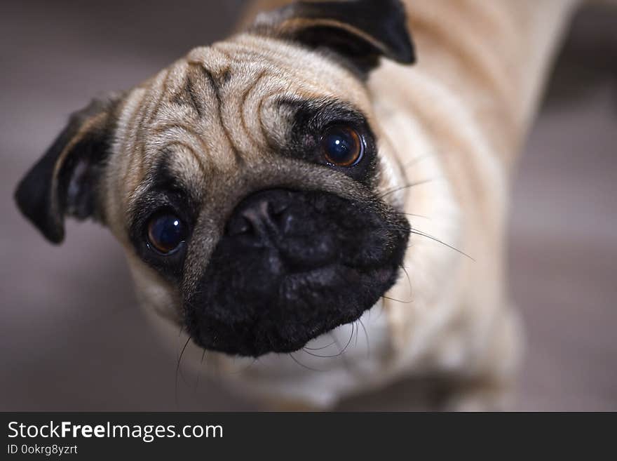 Young pug looks up at the host, closeup