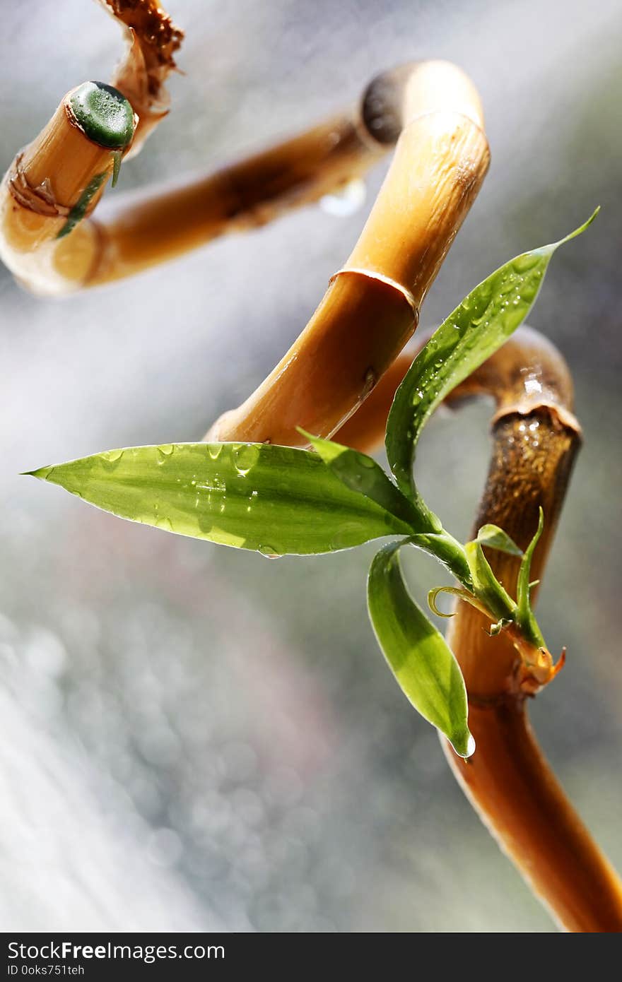 Leaves Of A Young Bamboo