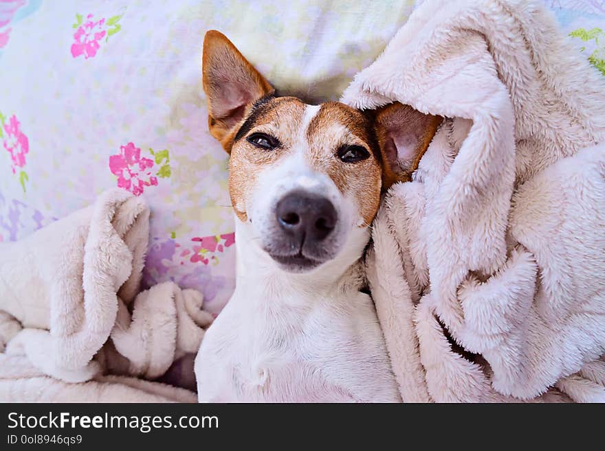 Closeup of sleepy puppy jack russell terrier dog lying in bed with blanket, eyes open, above view. Closeup of sleepy puppy jack russell terrier dog lying in bed with blanket, eyes open, above view